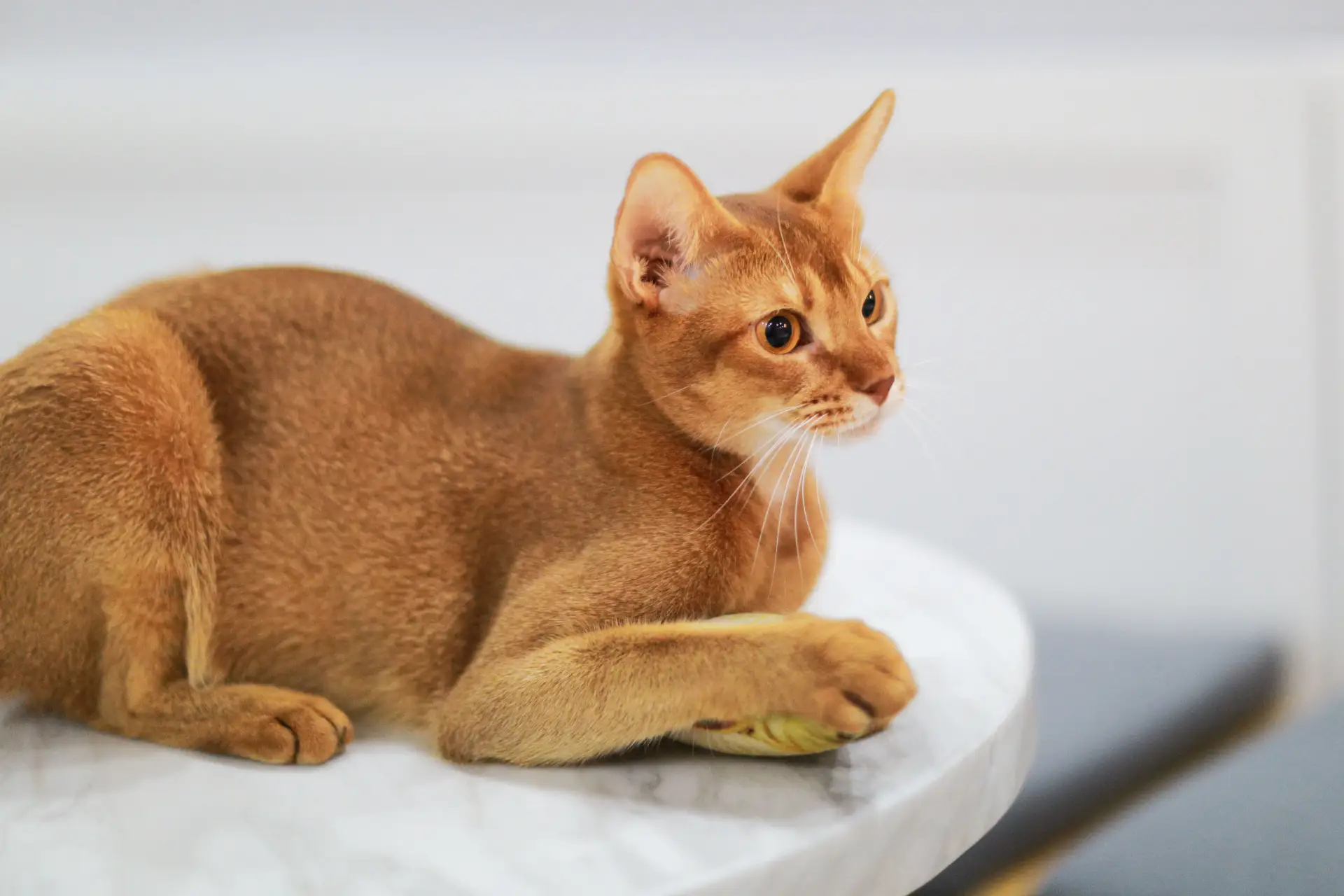 Abyssinian cat with warm ruddy ticked coat sitting on a wooden surface, looking alert and curious