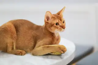 Abyssinian Cat: Africa's Ancient Athlete Living in Your Living Room cat