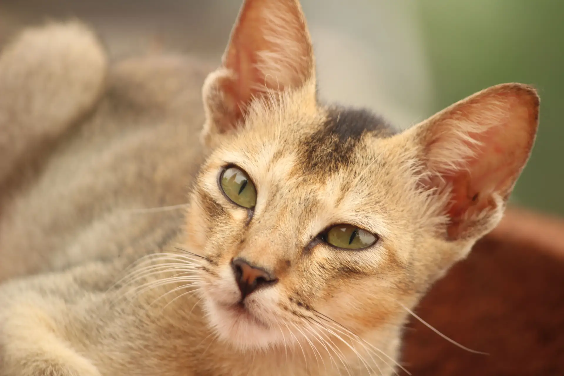 Close-up of Abyssinian cat face showing large almond eyes and prominent cupped ears