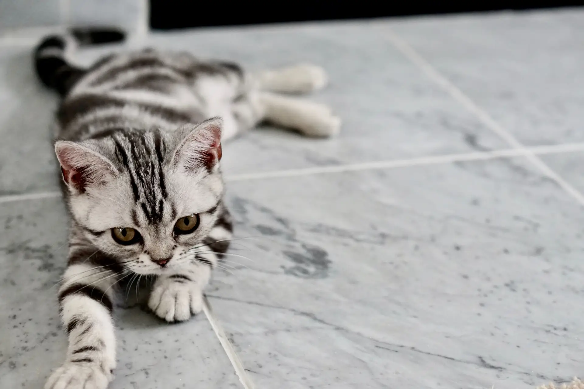 Classic silver tabby American Shorthair cat sitting on a wooden floor