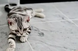 American Shorthair Cat: America's Original Companion That Never Goes Out of Style cat