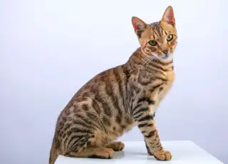 Bengal Cat: Wild Looks, Domestic Heart - Complete Owner's Guide cat