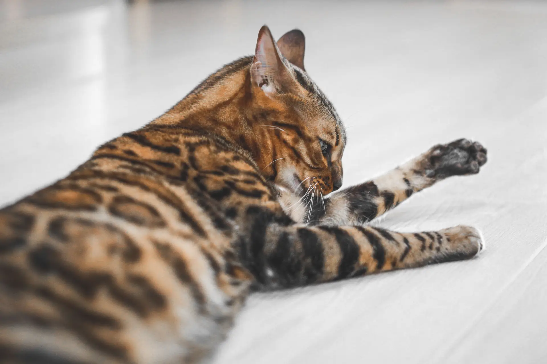 Bengal cat rosette pattern close-up showing vivid spotted markings on fur
