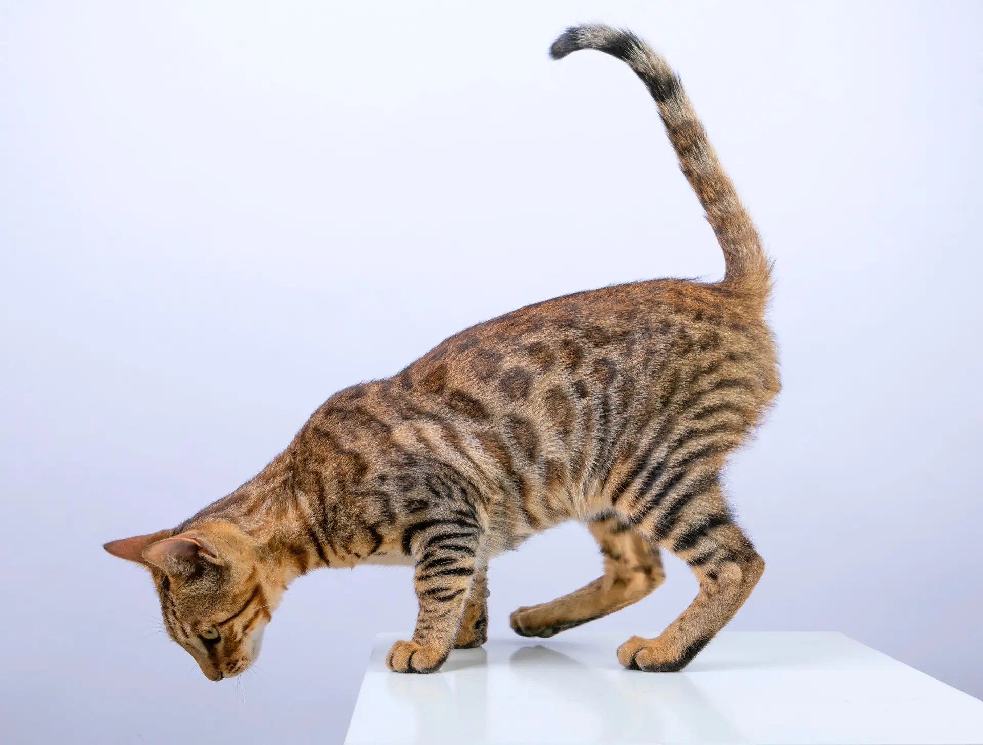 Bengal cat playing with toy on floor in mid-pounce