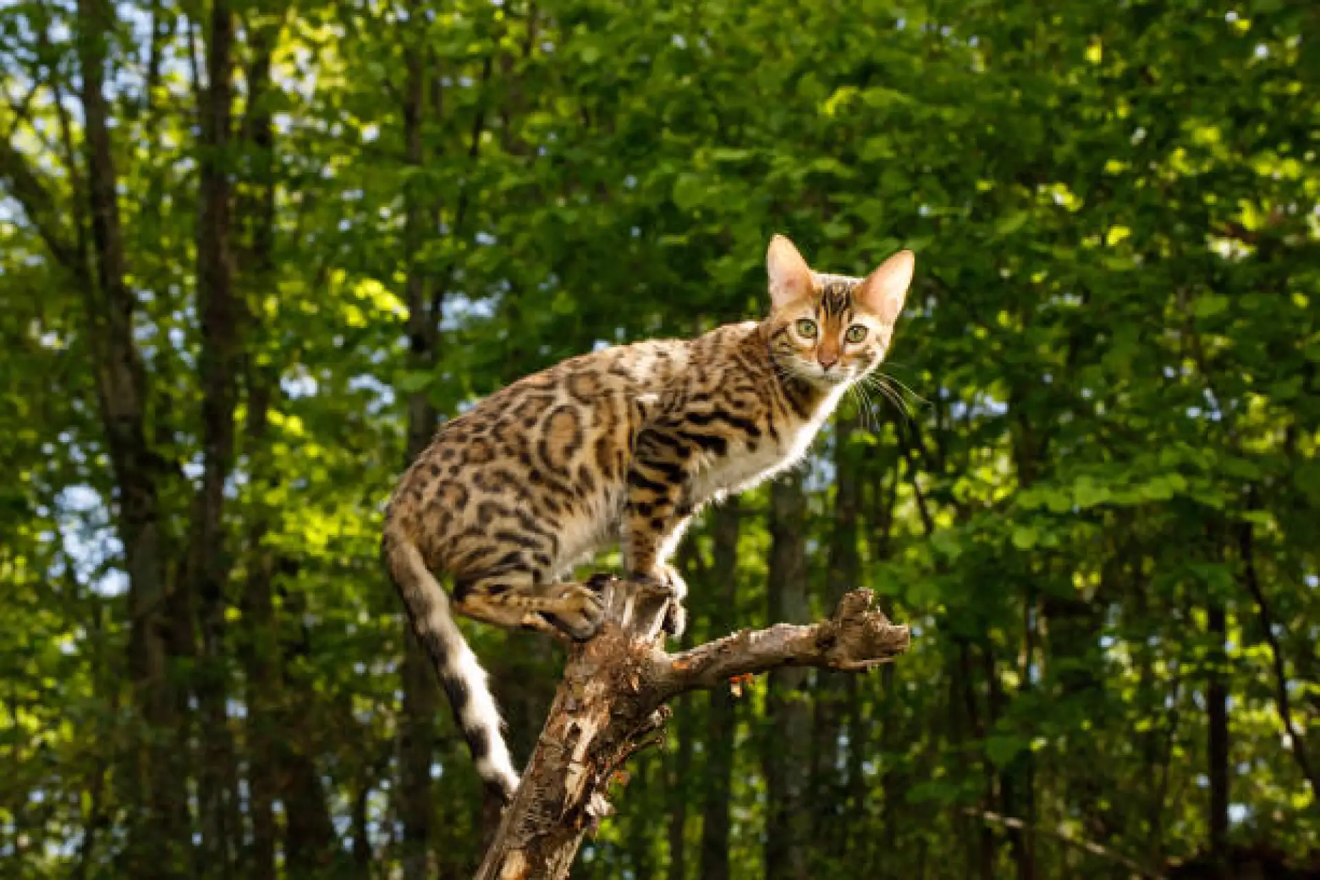 Bengal cat perched on top of tall cat tree looking out window