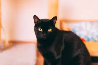 Bombay Cats: The Miniature Panther That Will Steal Your Heart (and Your Warm Spot on the Couch) cat