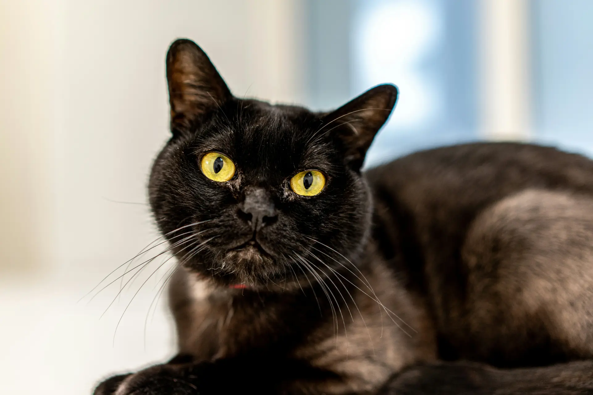 Close-up of Bombay cat face showing round copper eyes and sleek black coat