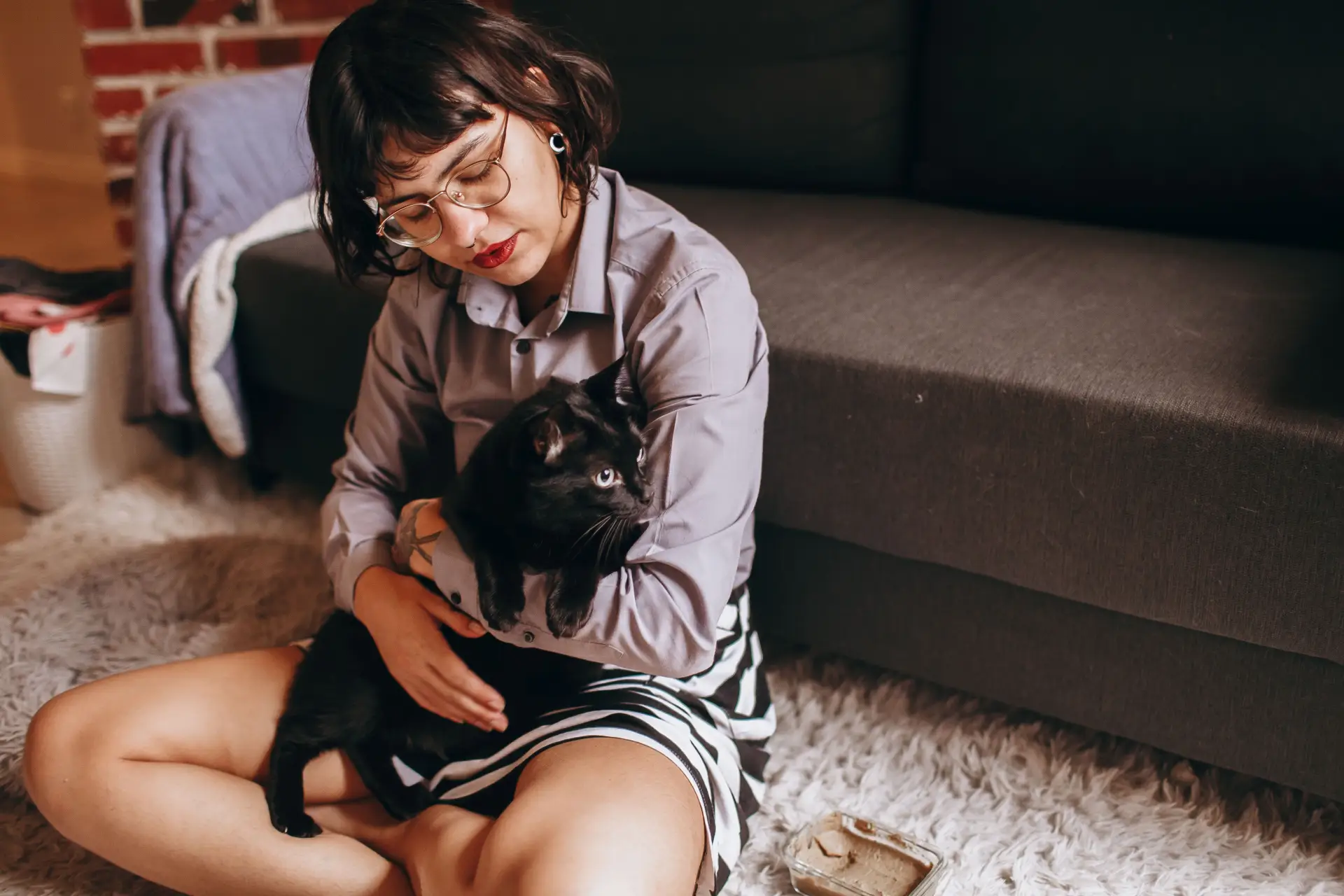Bombay cat relaxing on a person's lap, looking content
