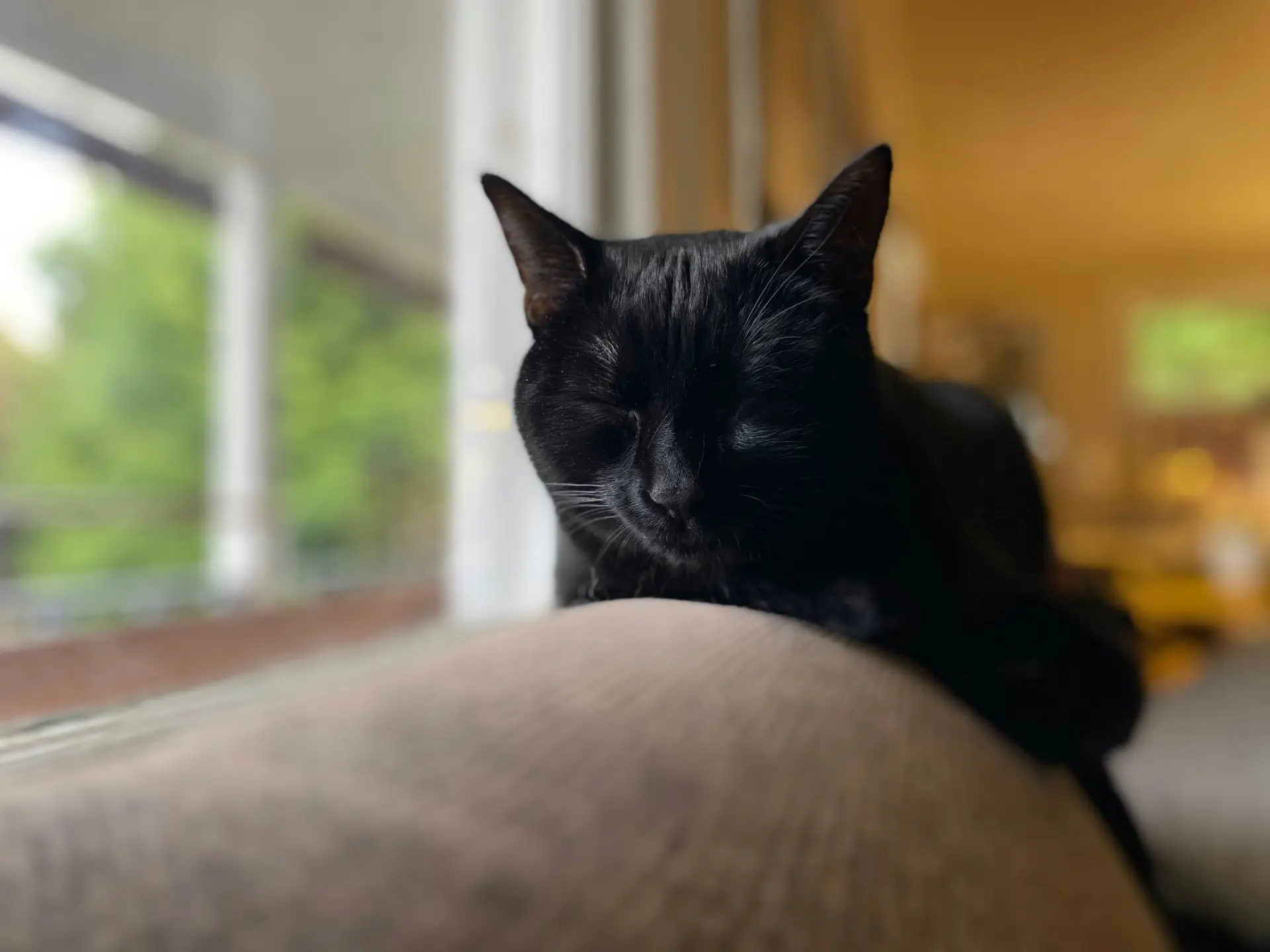 Bombay cat sitting regally near a window with natural light