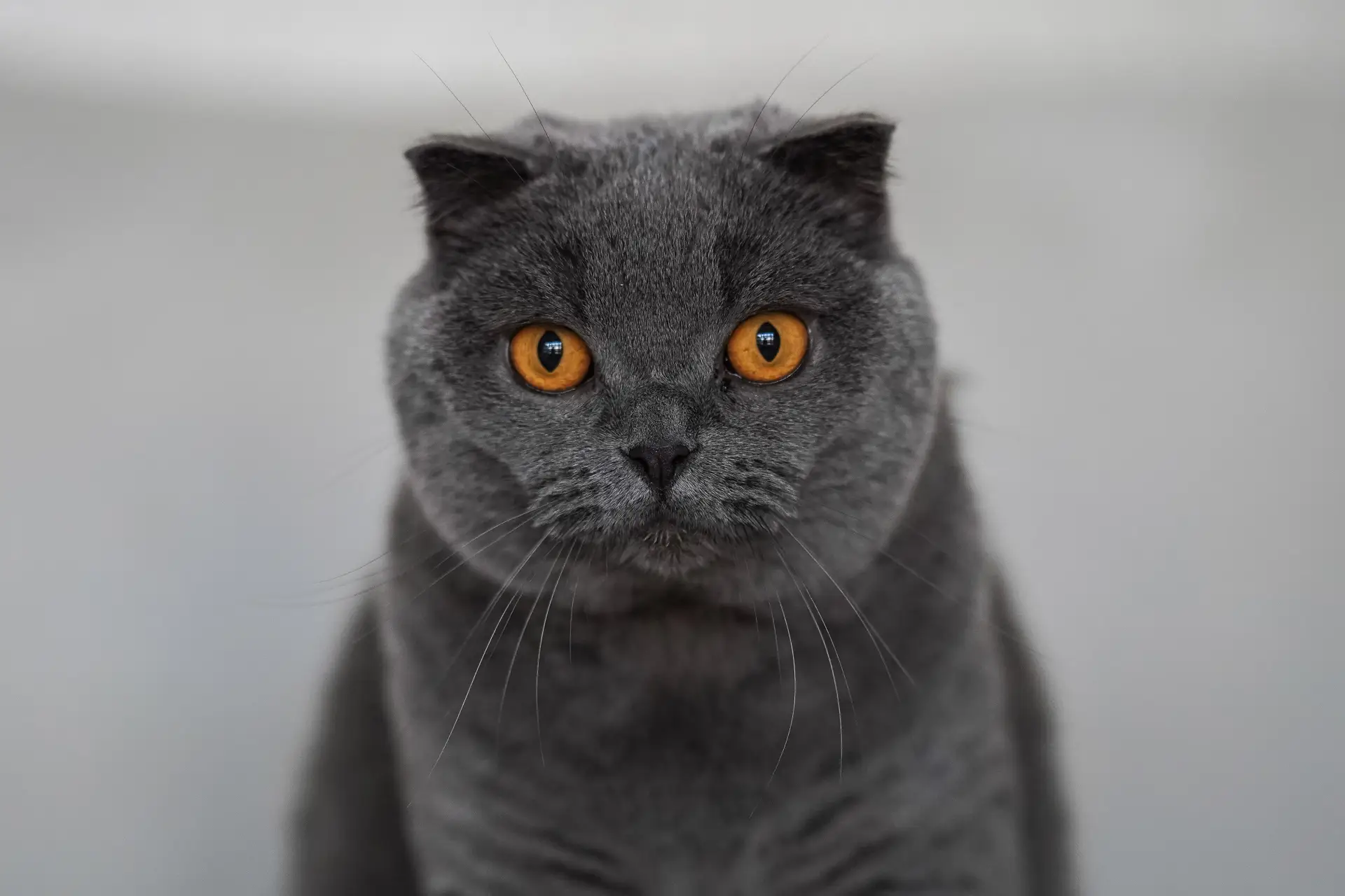 Close-up of a British Shorthair cat's face showing round copper eyes and dense blue coat