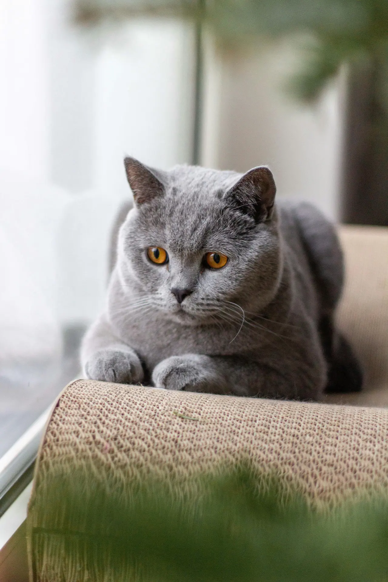 A British Shorthair cat sitting calmly beside a child on a couch