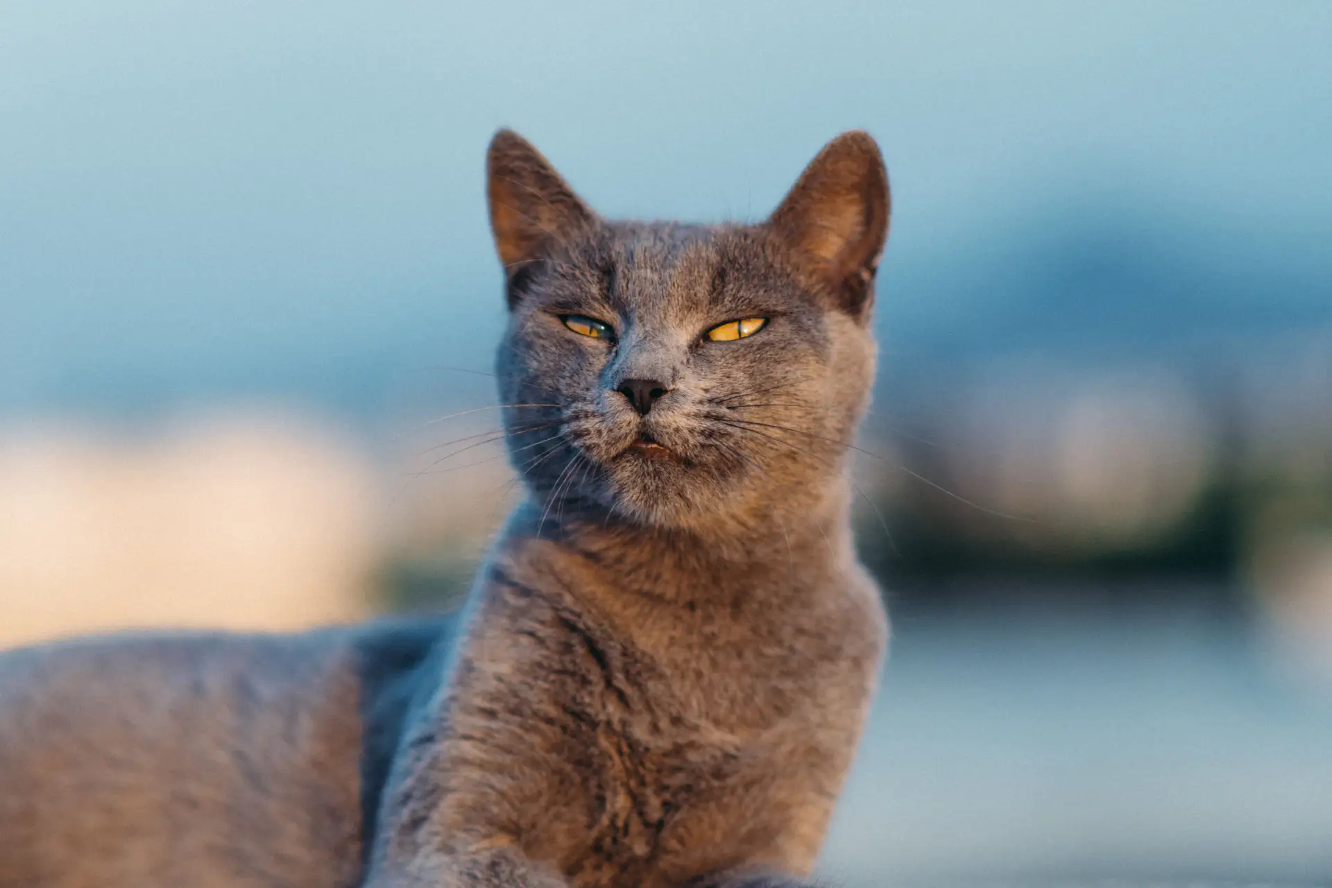 A stunning Chartreux cat with blue-grey coat and golden eyes sitting upright
