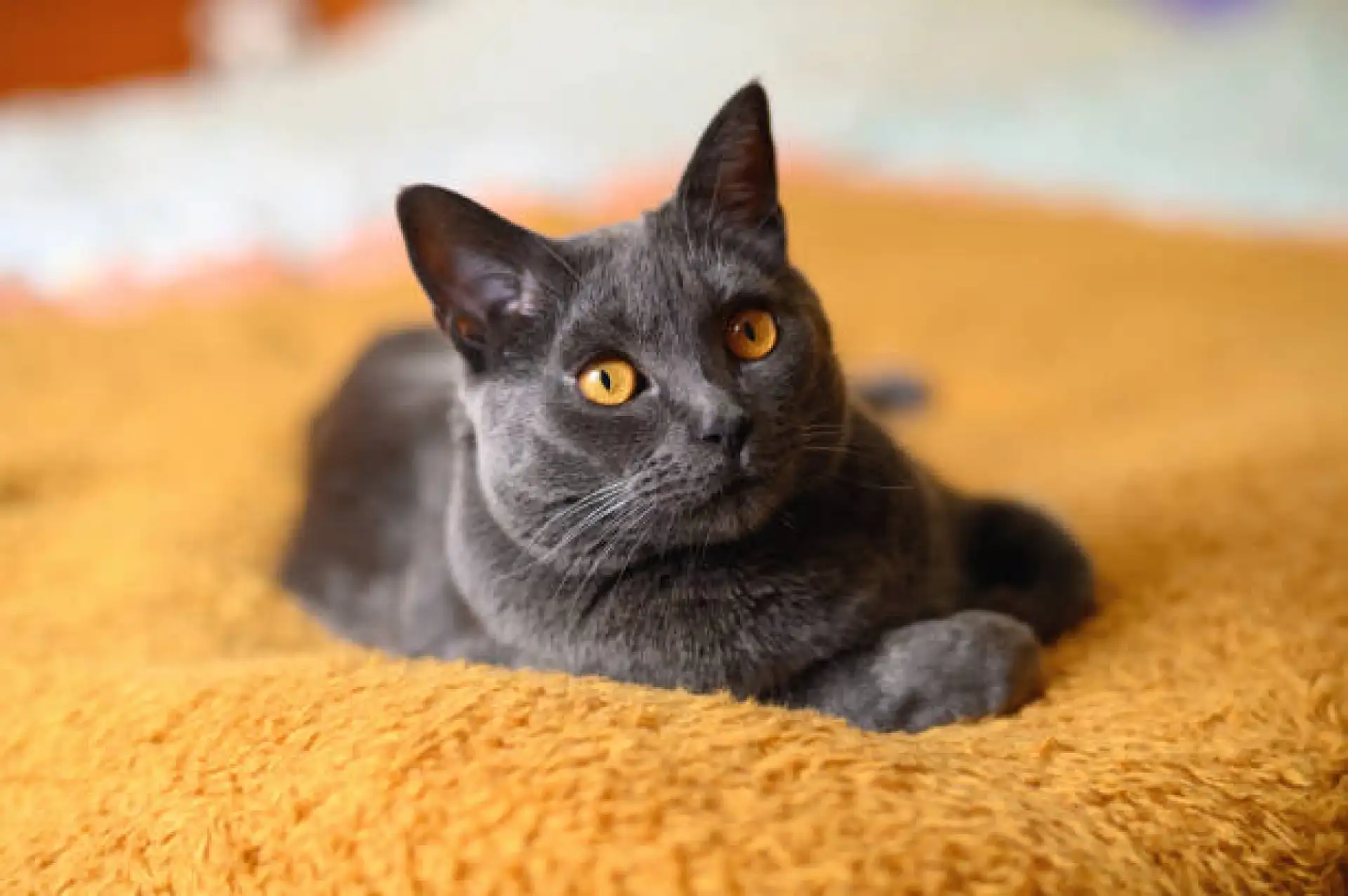 Chartreux kitten with woolly blue-grey fur exploring indoors