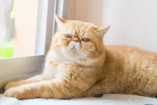 Exotic Shorthairs: The "Lazy Luxury" Cat That's Secretly the Perfect Companion cat