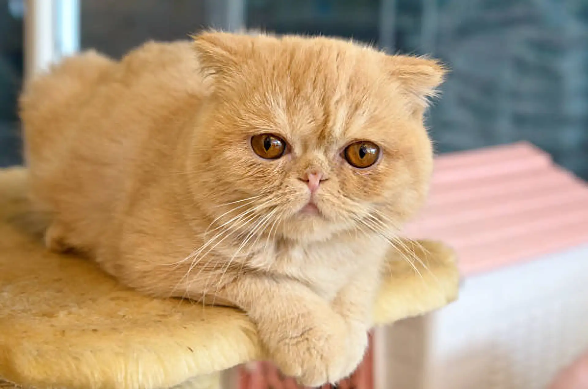 Exotic Shorthair kitten with classic flat face and round eyes showing breed's brachycephalic features