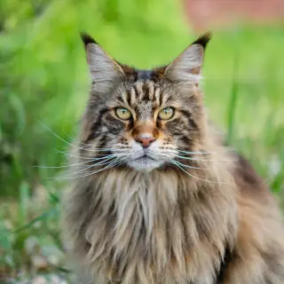 Maine Coon Cat