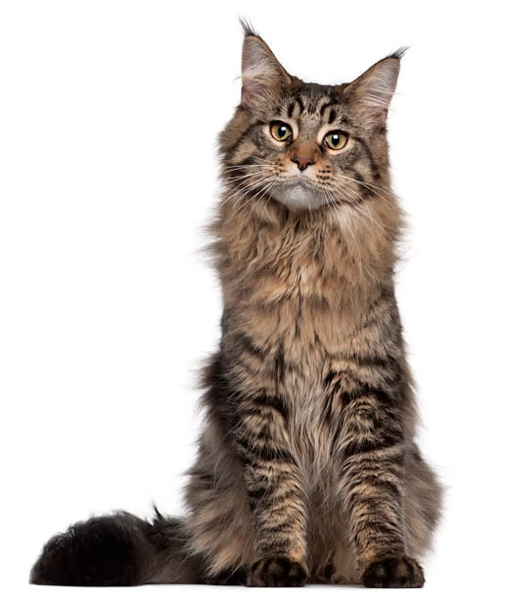 Close-up portrait of a Maine Coon cat showing tufted ears, large eyes, and facial ruff