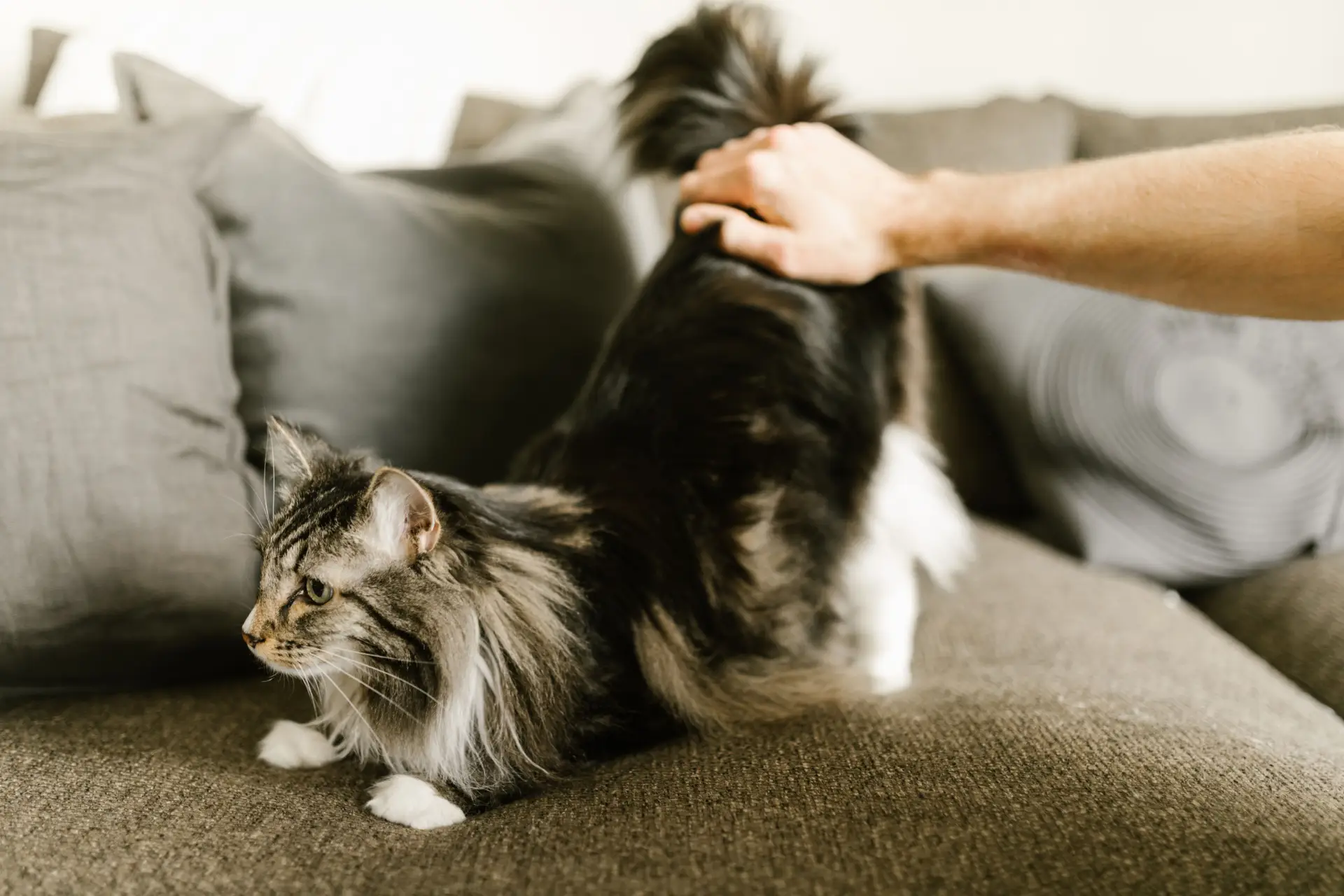 Maine Coon cat being gently groomed with a brush, looking relaxed