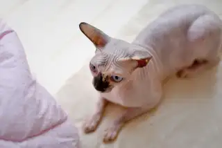 Minskin Cat: The Tiny, Velvet-Touched Cat That'll Ruin You for All Others cat