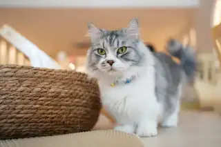 Munchkin Cat: The Little Cat with the Enormous Personality cat
