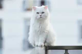 Persian Cat