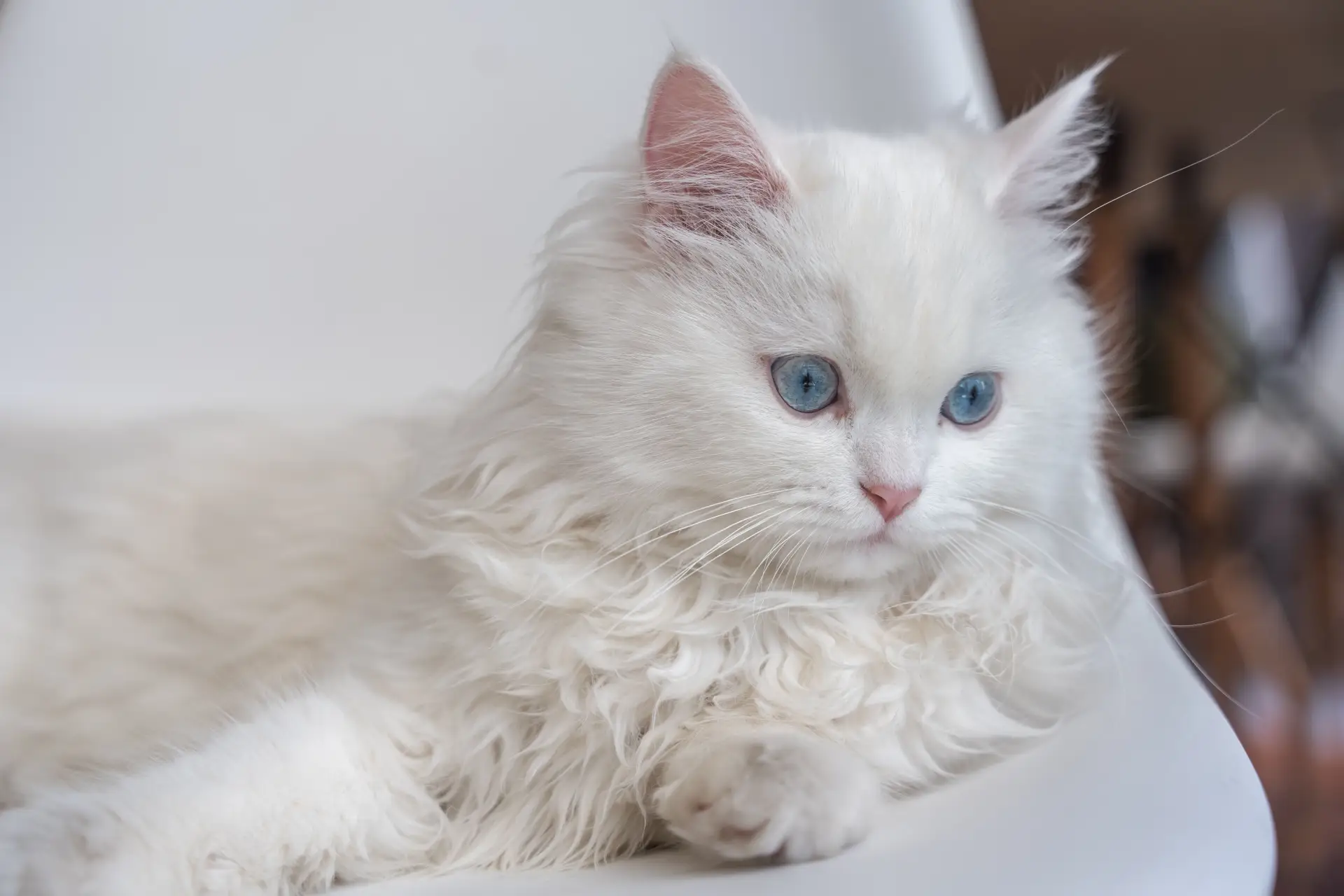 A close-up of a Persian cat's face showing its round eyes and flat nose features