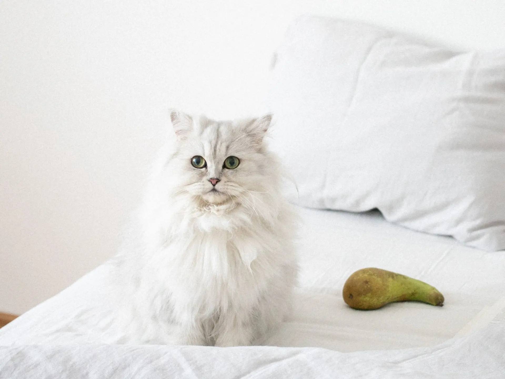 A Persian cat lounging contentedly on a soft blanket next to its owner