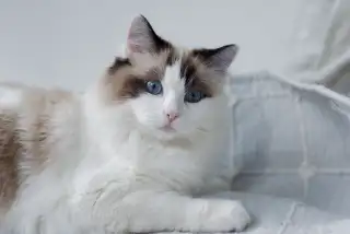 Ragdoll Cat