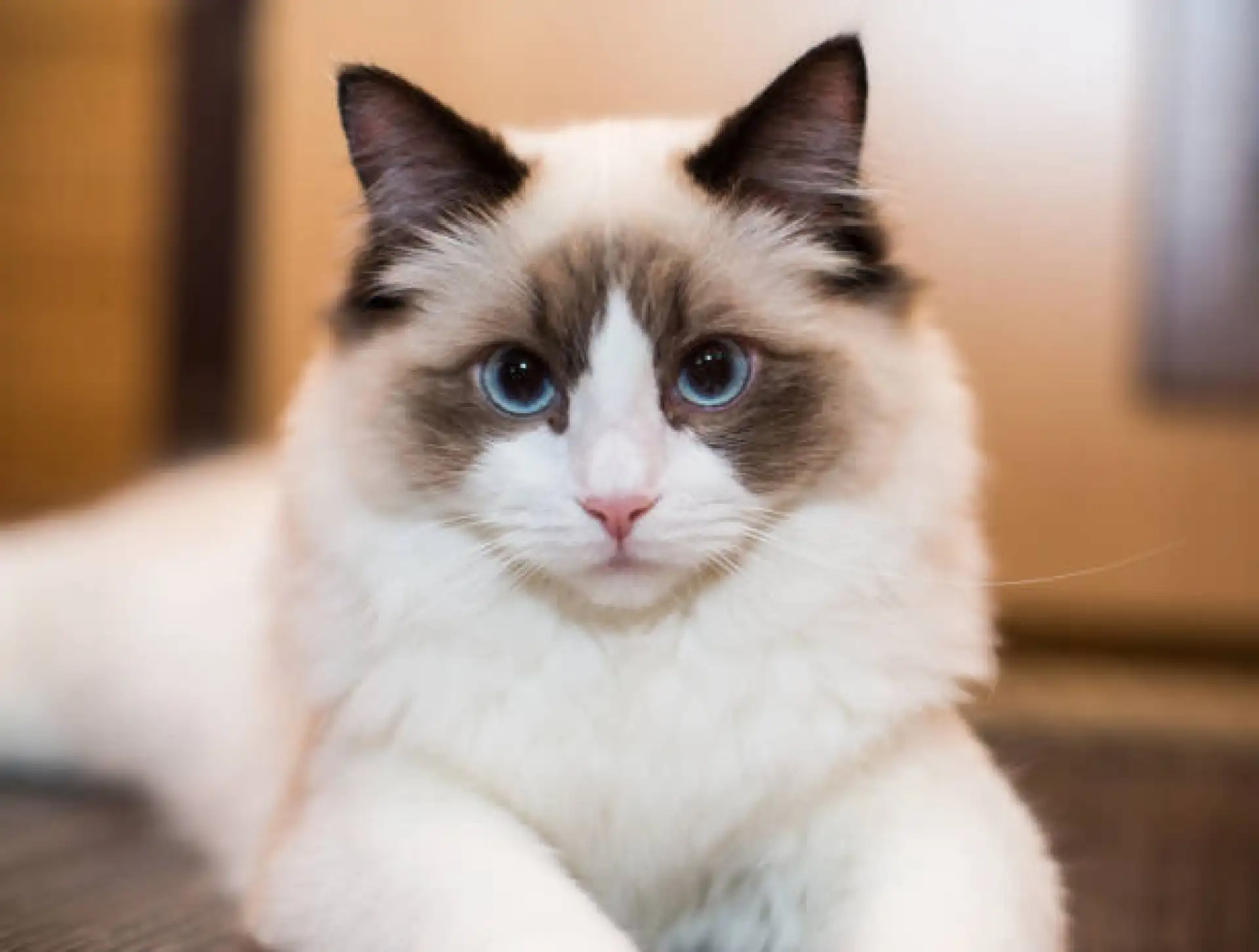 Bicolor Ragdoll cat with white paws and inverted V facial marking sitting on wooden floor