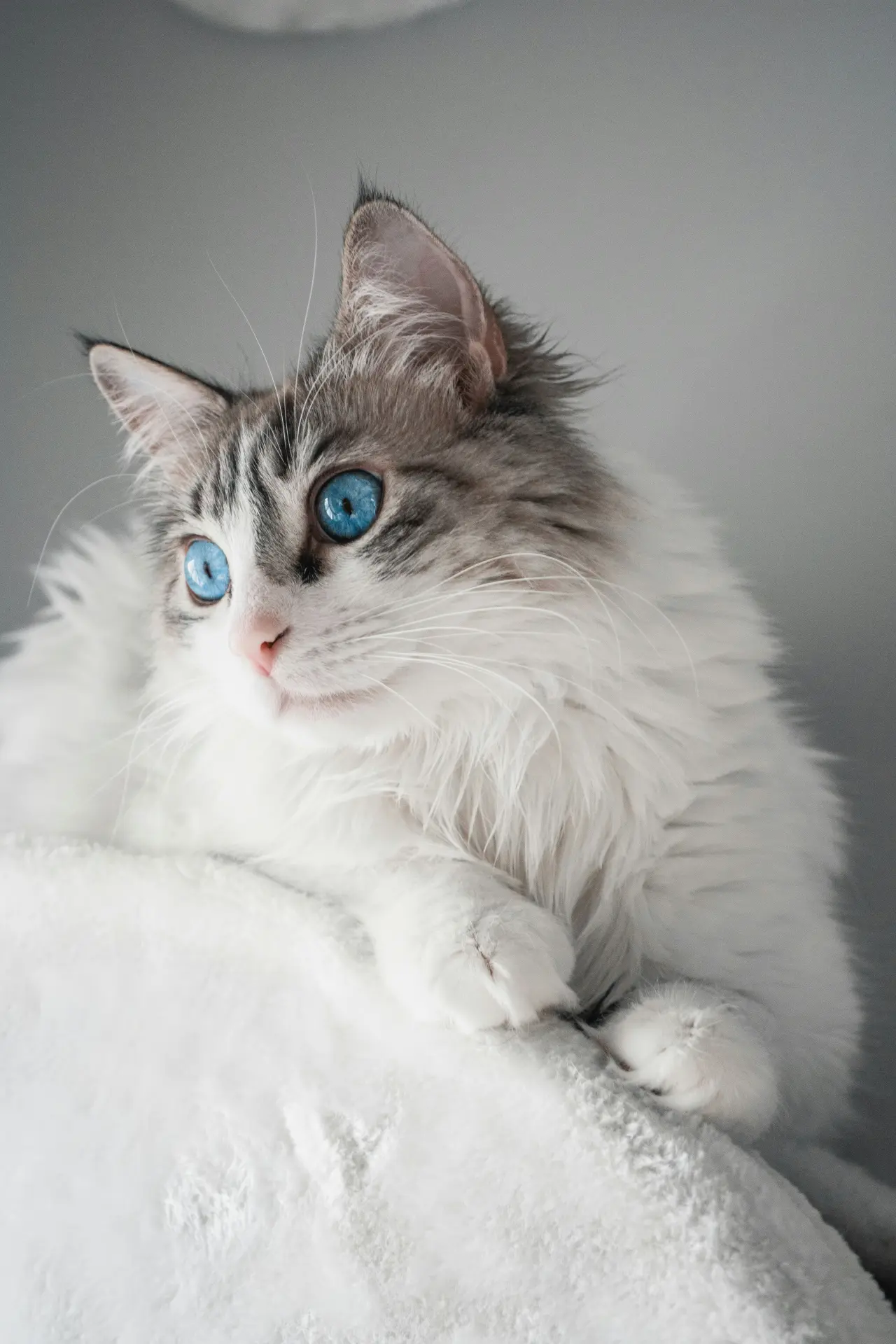Ragdoll cat sitting near a sunny window looking serene and beautiful