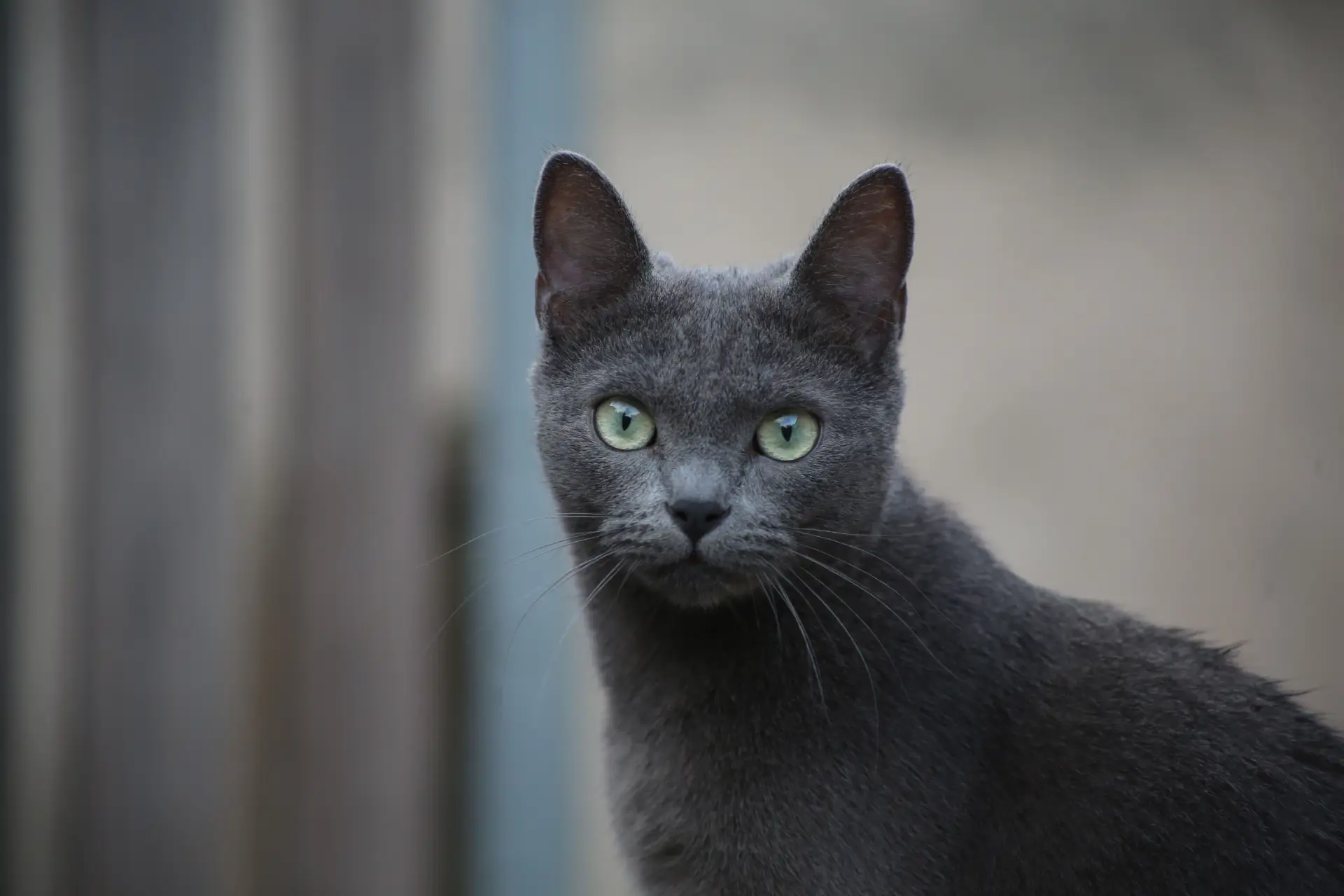 Russian Blue cat sitting elegantly with vivid green eyes and silver-blue coat
