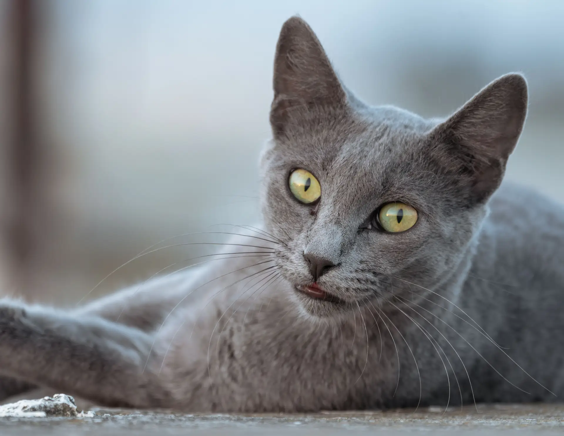 Russian Blue kitten playing with toy, showing bright green eyes and gray-blue fur