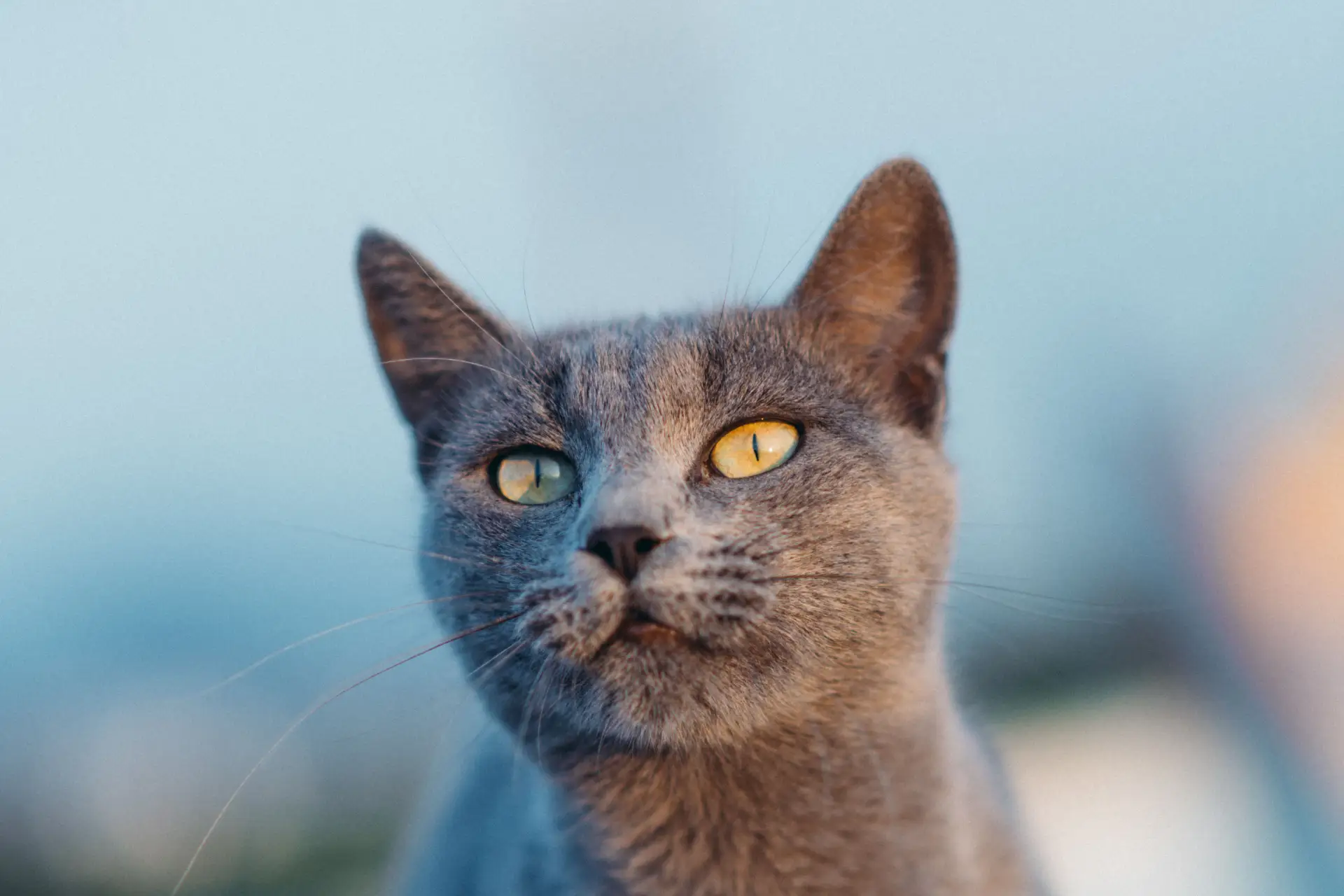 Russian Blue cat lying on cozy blanket looking relaxed and comfortable at home