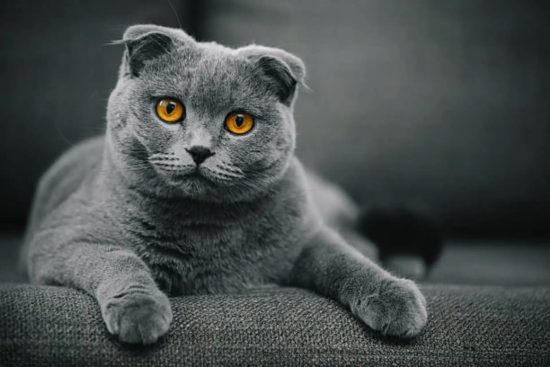 A Scottish Fold cat
