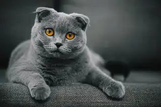 Scottish Fold: The Cat That Looks Like It's Judging Your Life Choices (And You'll Love It Anyway) cat
