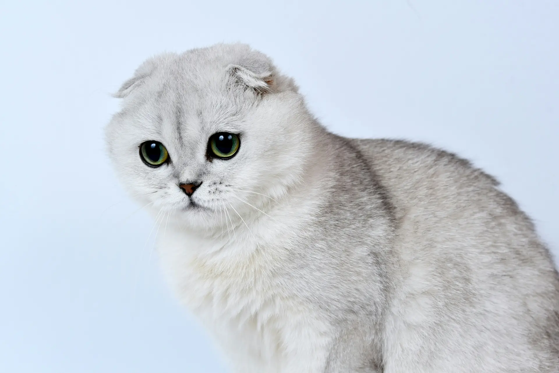 A vintage-style photograph of a white Scottish Fold cat sitting in a barn setting, resembling the original Susie
