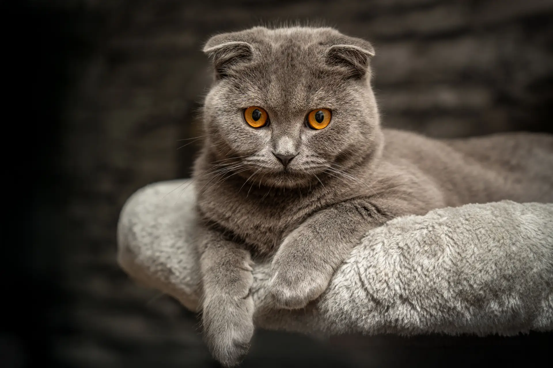 A close-up portrait of a Scottish Fold cat with prominent folded ears and large copper eyes against a neutral background