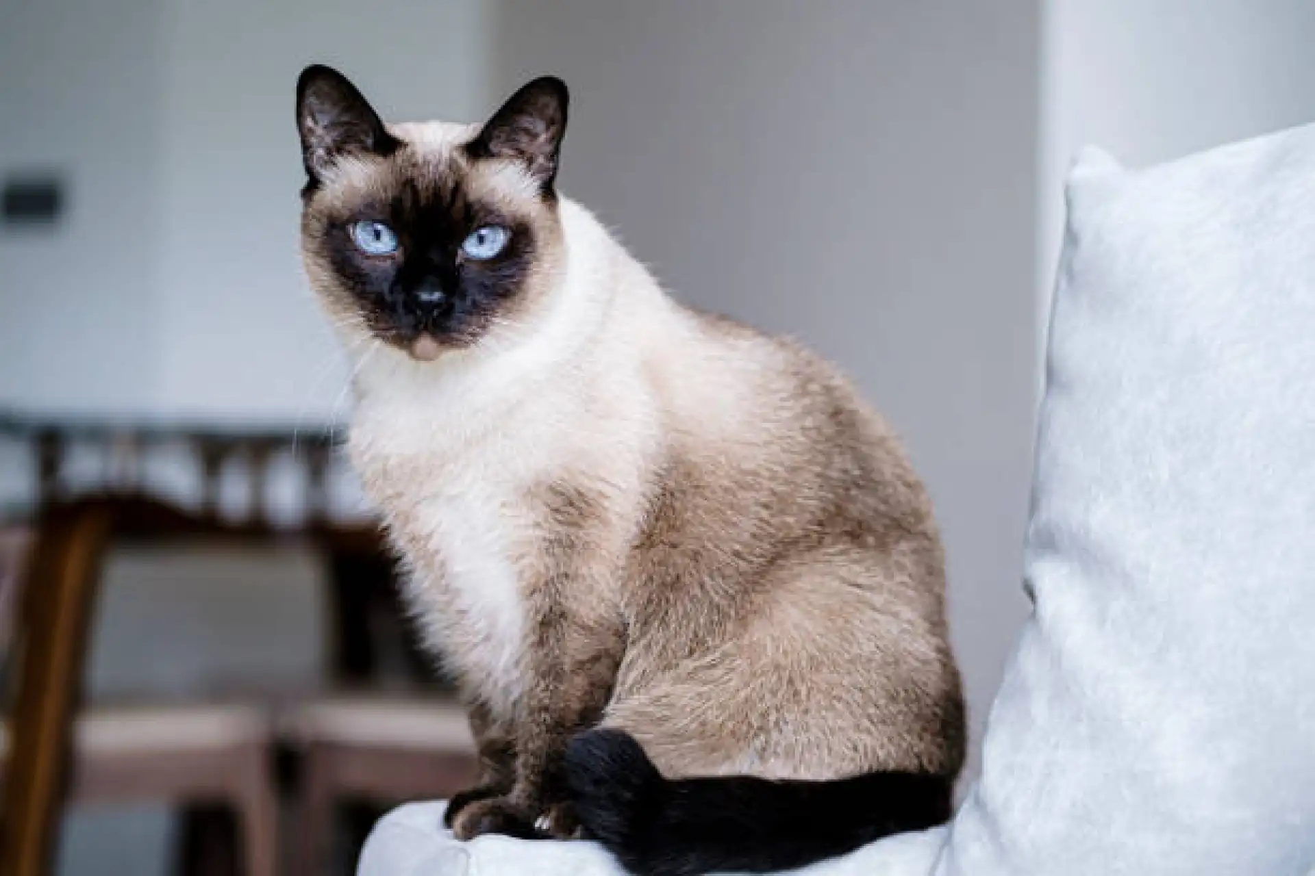 Siamese cat with striking blue eyes sitting on a wooden surface
