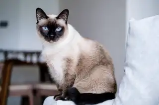 Siamese Cat