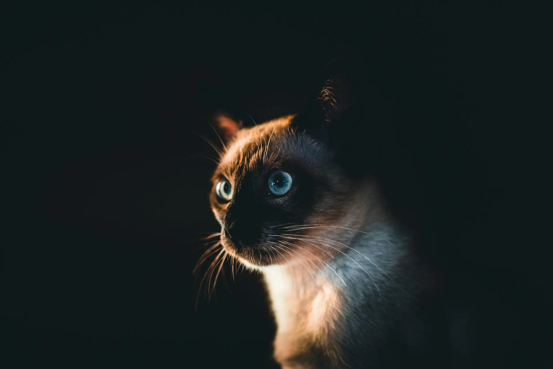Historic-style illustration of a Siamese cat in Thai royal setting