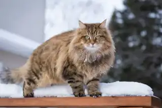 Siberian Cat: Ancient Forest Giant or the Perfect Family Companion? cat