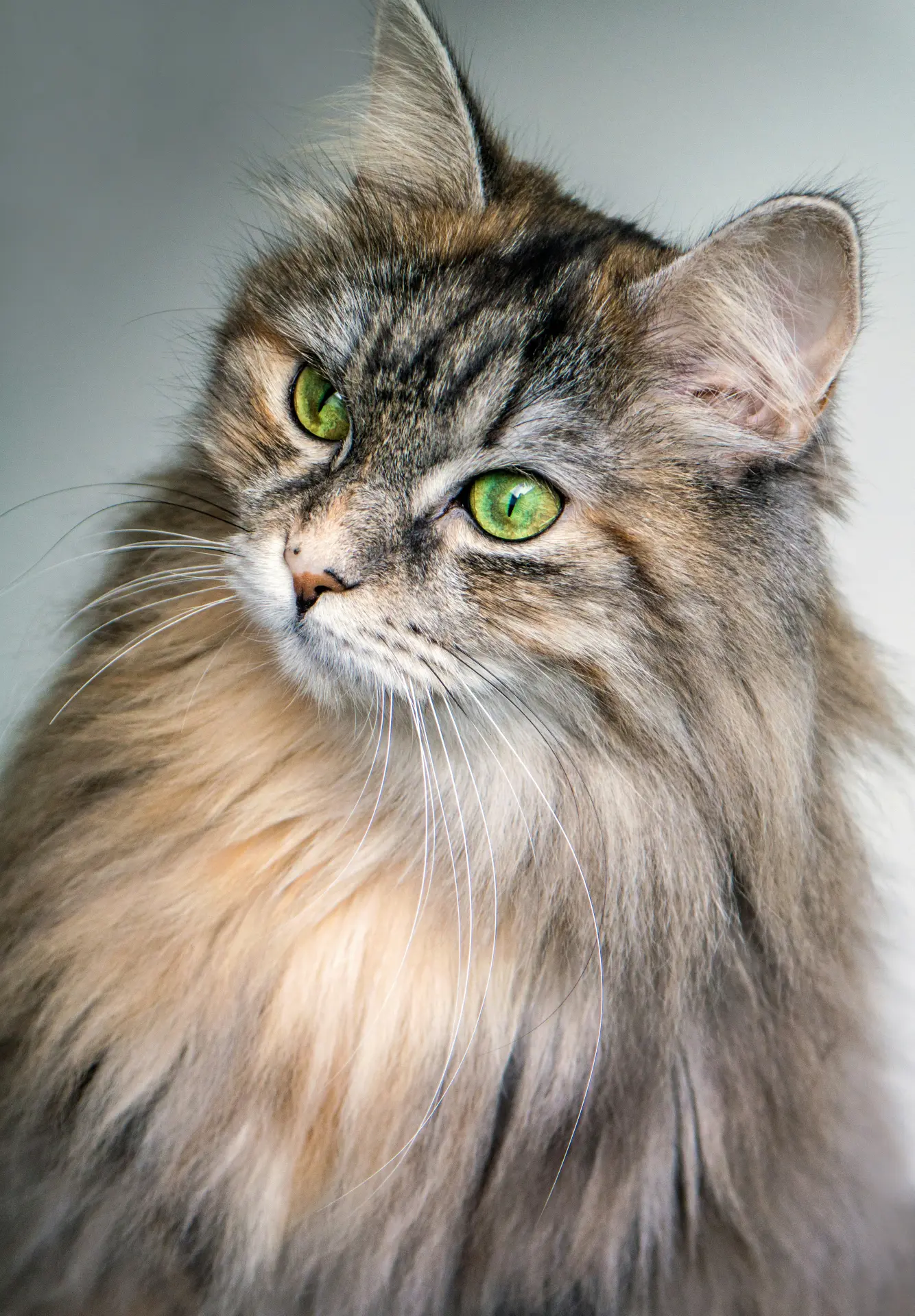 Siberian Cat showing golden tabby coloring with distinctive facial features and ruff