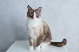 Snowshoe Cat: The Complete Breed Guide cat