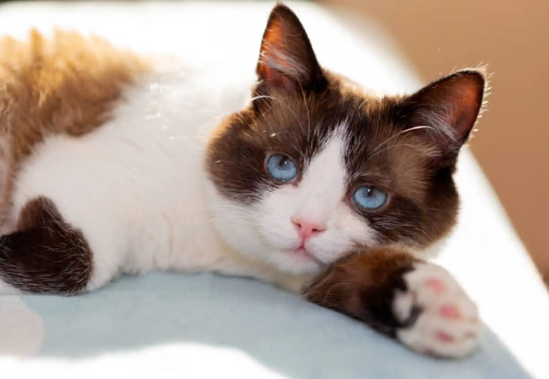 Snowshoe cat close-up showing vivid blue eyes and facial markings