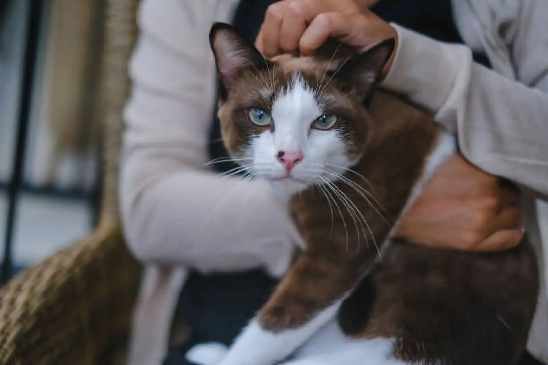 Snowshoe cat being gently groomed with a soft brush