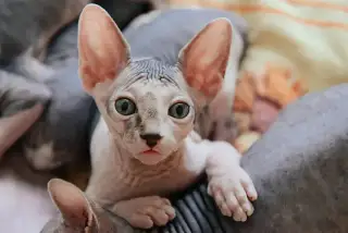 Sphynx Cat: The Naked Truth About the World's Most Misunderstood Breed cat