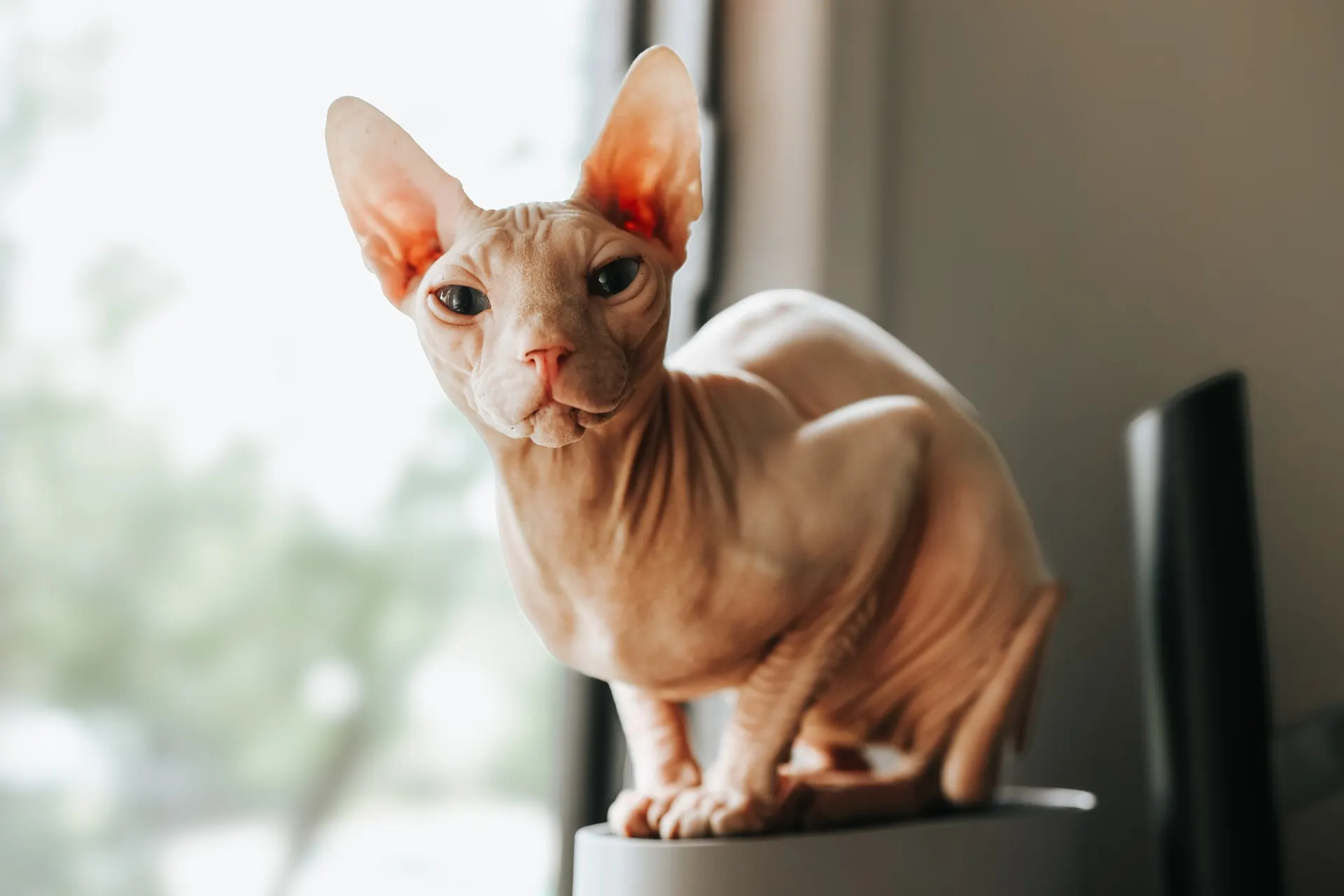 Close-up portrait of a Sphynx cat showing wrinkled skin, large ears, and intense lemon-shaped eyes