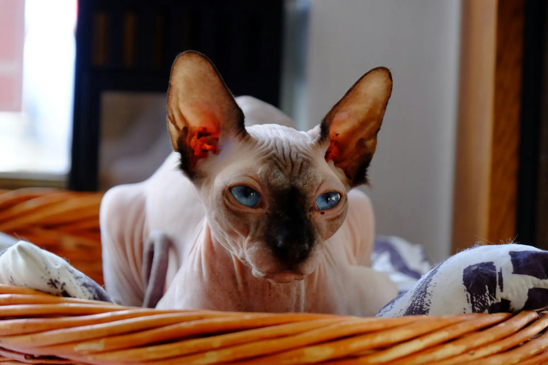 A Sphynx cat curled up warmly under a blanket, showing its affectionate and heat-seeking nature