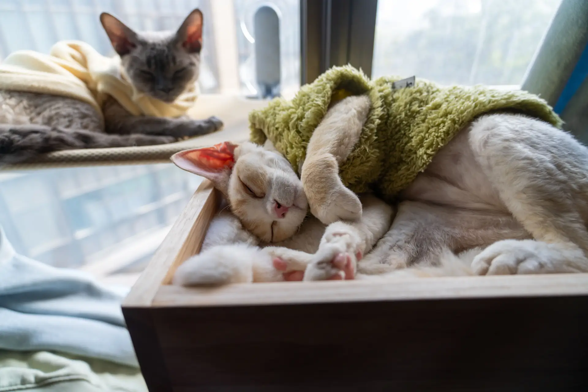 A Sphynx cat wearing a small knitted sweater, demonstrating the breed's need for warmth in cooler temperatures