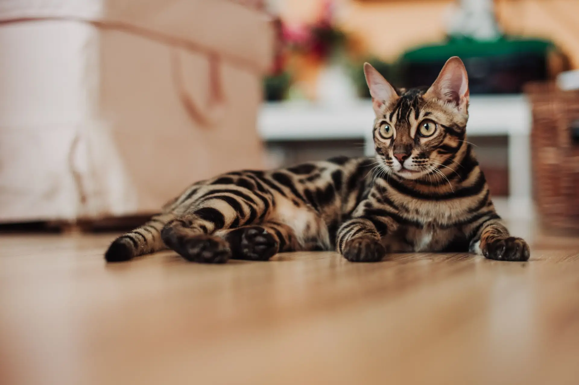 A Toyger cat with bold mackerel tabby stripes lounging on a wooden surface
